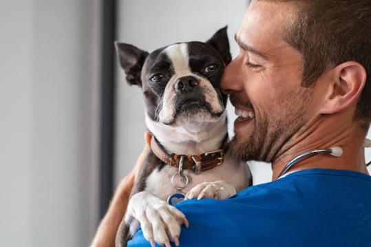 assurance chien