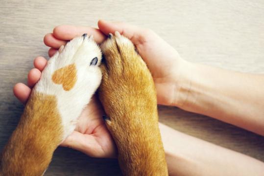 assurance animaux de compagnie